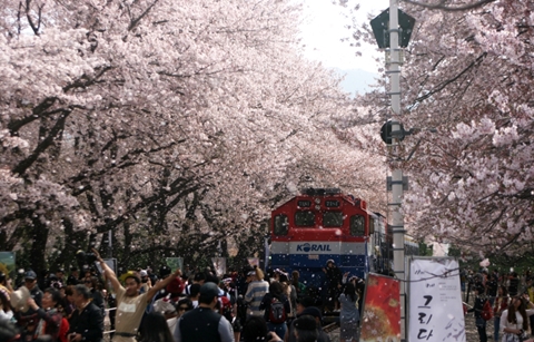 꽃길 걸으며 봄의 정취 만끽해봐요