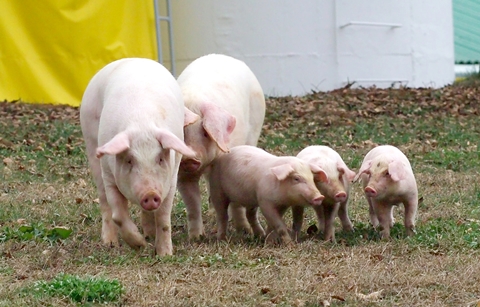 ICT기술, 축산업에도 적용된다