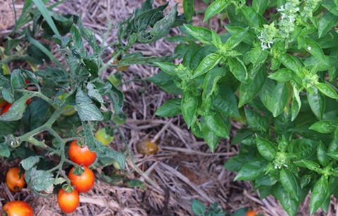 텃밭 가꿀 때 식물도 ’궁합’ 보세요