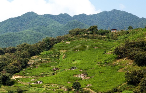 ‘하동 전통 차농업’ 세계중요농업유산으로 지정