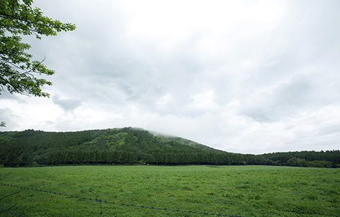 6월에는 꽃과 바다, 별 헤는 제주로 가볼까