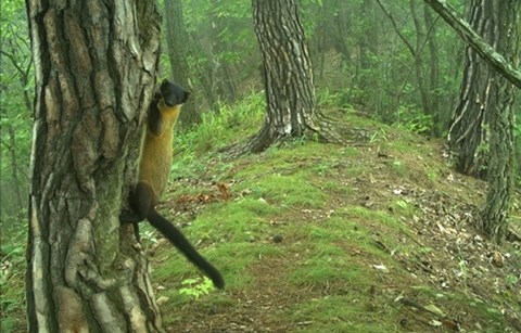 비무장지대, 멸종위기 야생생물의 보고