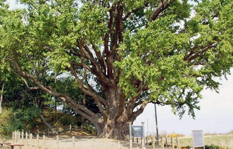 남북 헤어진 ‘부부 은행나무’ 다시 만나길…