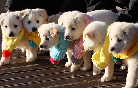“나의 행복이 모두의 행복 되길” 성탄 축하 메시지 이어져