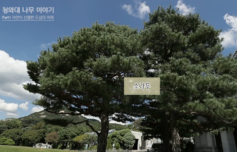 영상으로 만나는 청와대 나무 이야기