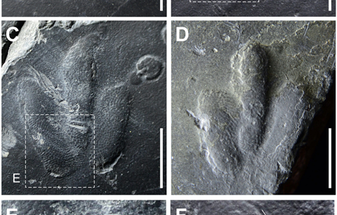 공룡 발자국 화석, 한국서 첫 발견