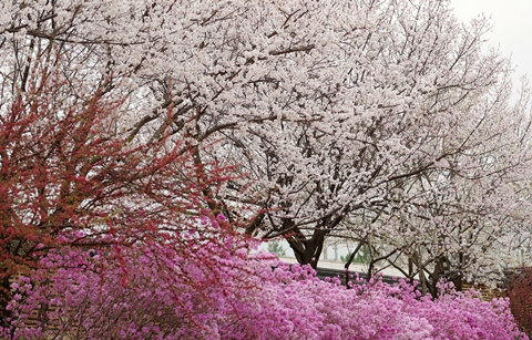 성큼 다가온 봄, 봄꽃 언제 피나요?