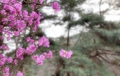 한국의 봄, 당신이 산으로 가야 하는 이유
