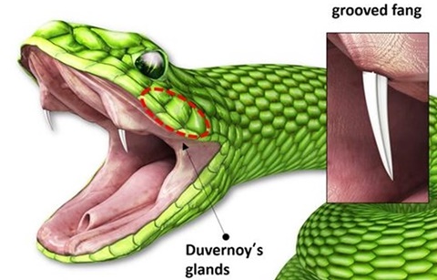 한국, 붙이는 주사기 발명