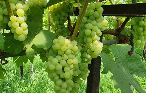 들어는 봤니? 한국 와인