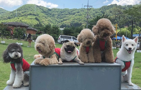 한국엔 반려견 행복 공간 가득!
