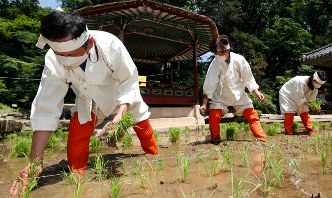 [사진으로 보는 한국] 풍년을 기원하는 창덕궁 모내기