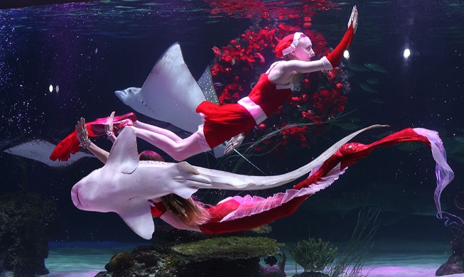 [사진으로 보는 한국] 인어공주의 크리스마스