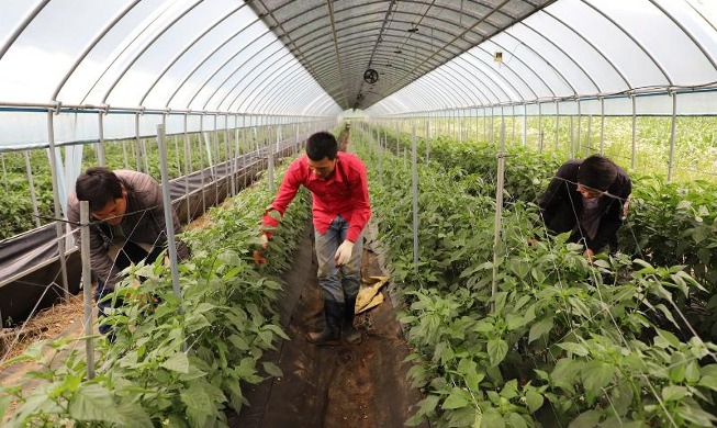 내년 외국인 근로자 도입 역대 최대 16만5000명···음식점 등 업종 확대