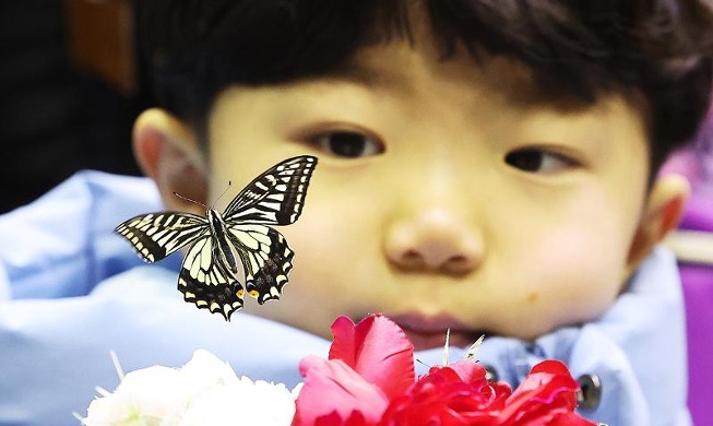 [사진으로 보는 한국] 겨울에 만나는 나비