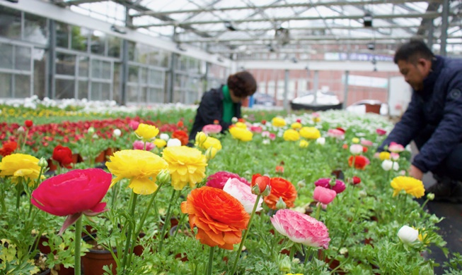 꽃을 심으며  봄맞이해요···경남 진해 양묘장에 가보니