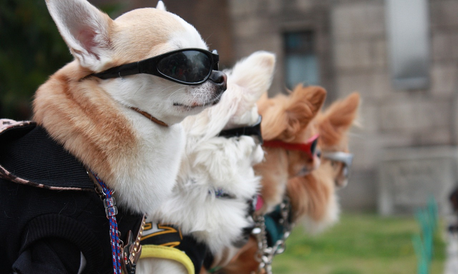 “동물과 공존하는 세상”···지자체가 함께 하는 반려동물 복지 정책
