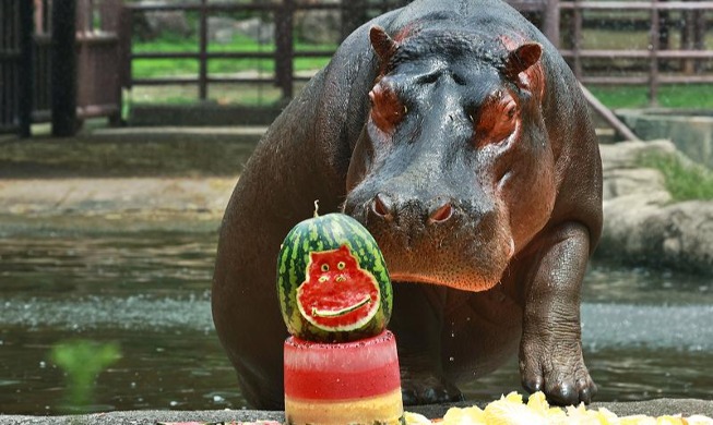 [사진으로 보는 한국] 무더위 식히는 여름특식