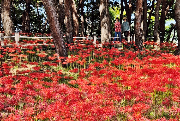 [사진으로 보는 한국] 대전 한밭수목원 가득 채운 상사화