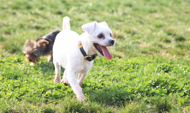 반려동물 사료 영양정보 한눈에 '쏙' ···농식품부, 사료 기준 개정