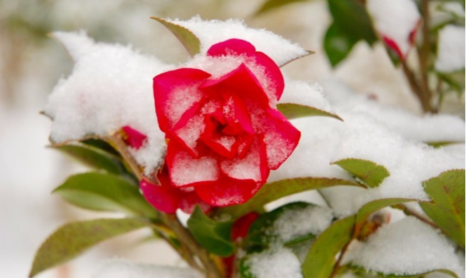 설 연휴 어디 갈까 고민이라면? 한겨울 초록빛 속으로