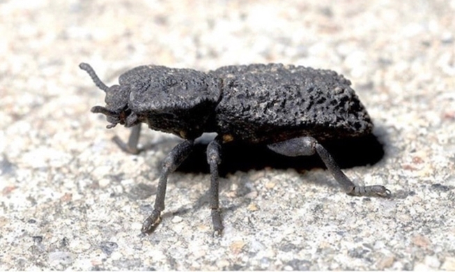 '혈관 스트레스 감소' ···분해성 마그네슘 합금 기반 스텐트 '구조' 개발