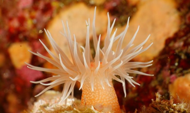 '상처·폐질환 치료 효과' ···제주 말미잘서 항생제 내성균 잡는 물질 개발