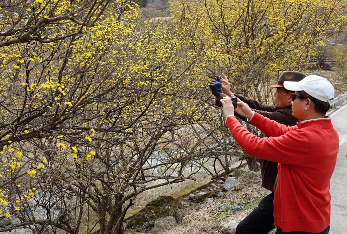 [사진으로 보는 한국] 노랗게 물든 산수유꽃