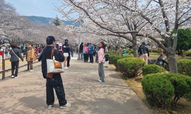 '봄봄봄'···'진해군항제 벚꽃길' 따라 떠나볼까