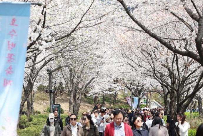 [사진으로 보는 한국] 벚꽃 핀 석촌호수