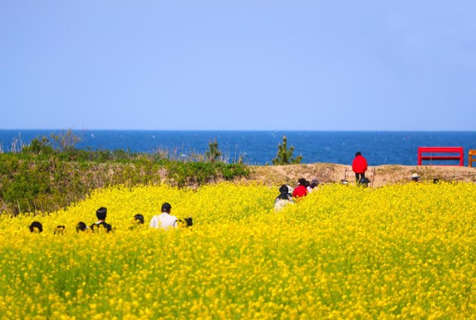 [사진으로 보는 한국] 푸른바다와 노란물결