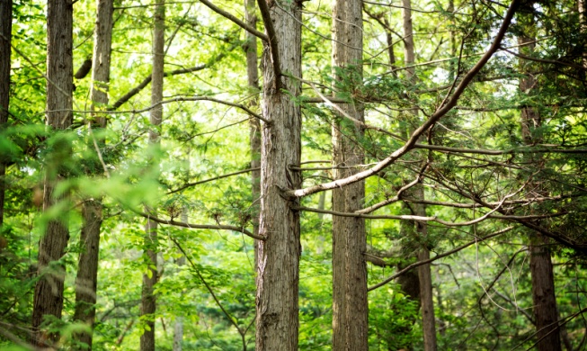한국, 중국과 손잡고 동북아 사막화 막는다