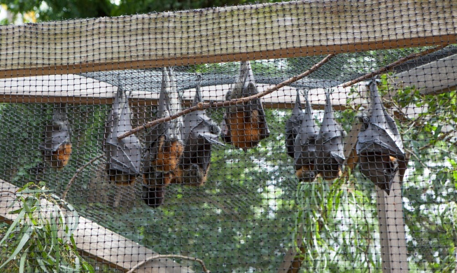 박쥐 유사 장기로 신종 팬데믹 막는다···한국 연구진, 감염병 생체모형 구축