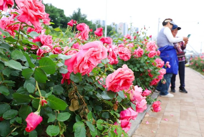 [사진으로 보는 한국] 형형색색 장미 속, 봄을 걷다