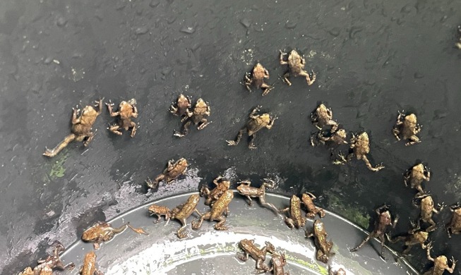 “아기 두꺼비는 이사 중···작은 걸음에 길을 내주세요”