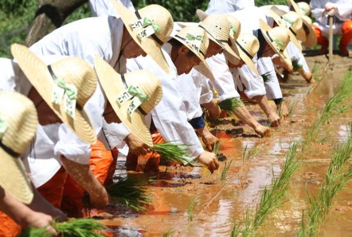 [사진으로 보는 한국] 전통방식 손모내기