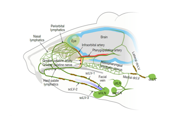 한국 연구진, 뇌 속 노폐물 배출 경로 자극해 배출량 2~3배 늘려