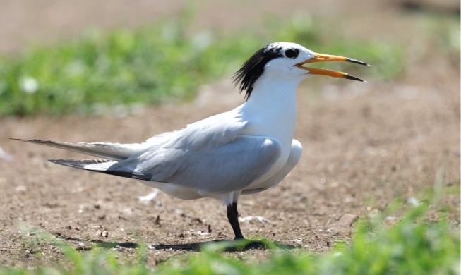 한국 연구진, 지구에 100마리 남은 뿔제비갈매기 유전체 해독