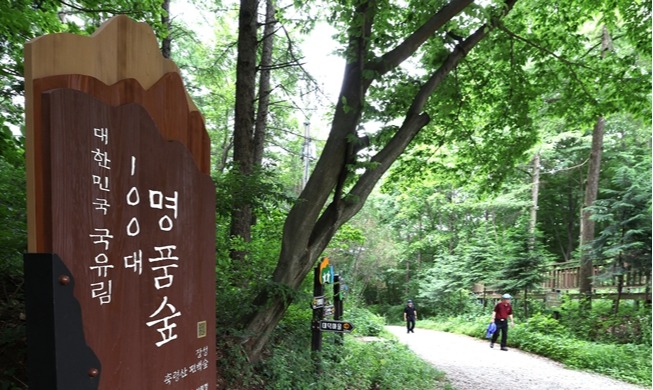 '쉼은 깊고 향기는 진하게'···사람 살리고 지역 살찌우는 ‘장성 편백나무숲’