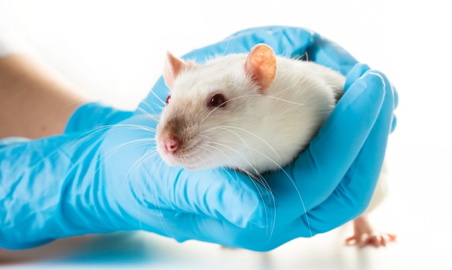 '동물실험 없앤다'···정부, 첨단대체시험법 개발 본격화