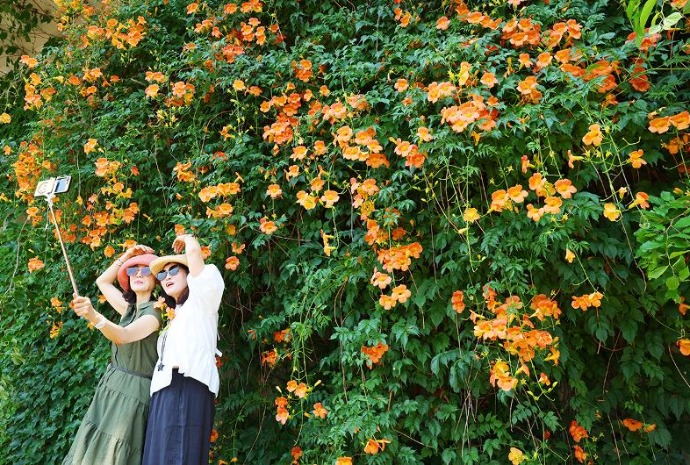 [사진으로 보는 한국] 무더위 이기는 여름꽃…한강 ’능소화’ 만개