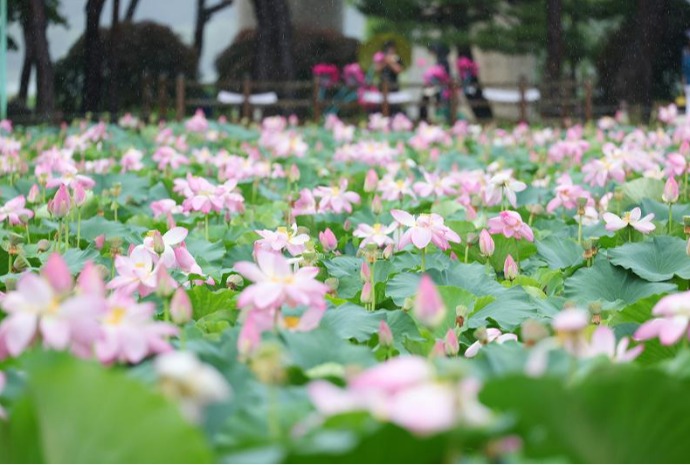 [사진으로 보는 한국] 젖지 않는 아름다움···'연꽃'