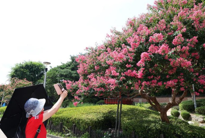 [사진으로 보는 한국] 배롱나무 꽃 피는 계절