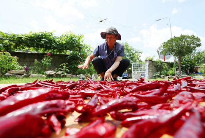 [사진으로 보는 한국] 가을의 문턱 입추(立秋), 고추 말리기 한창