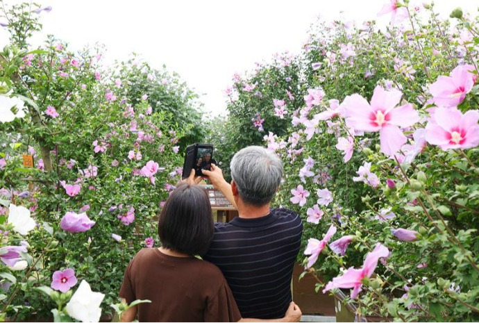 [사진으로 보는 한국] 무궁화 꽃이 피었습니다...'나라꽃 무궁화 대축제' 개막