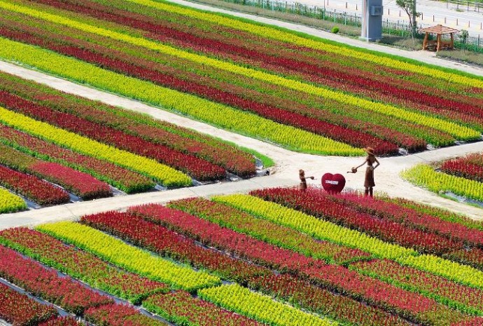 [사진으로 보는 한국] 화려한 자태 뽐내는 철원 고석정 꽃밭