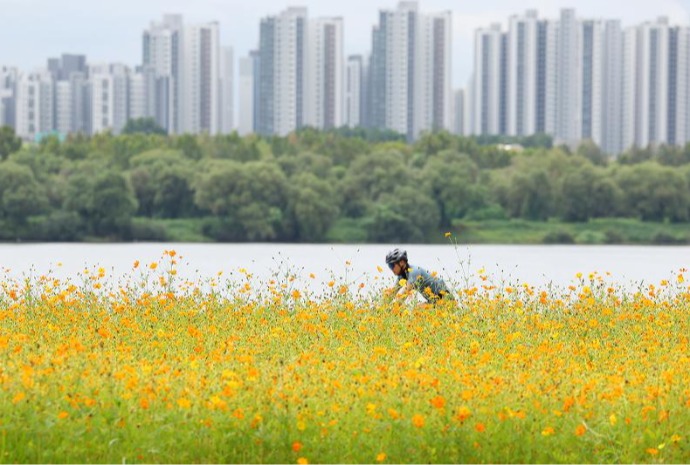 [사진으로 보는 한국] 9월의 첫날…성큼 다가온 ‘가을’