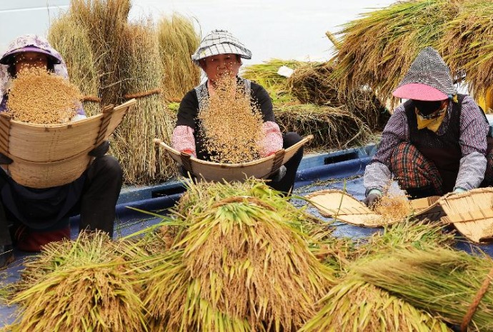 [사진으로 보는 한국] 가을 추수