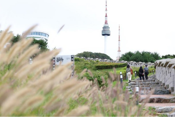 [사진으로 보는 한국] 활짝핀 수크령 '완연한 가을'