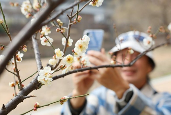 [사진으로 보는 한국] 경칩에 피어난 매화, 봄을 깨우다